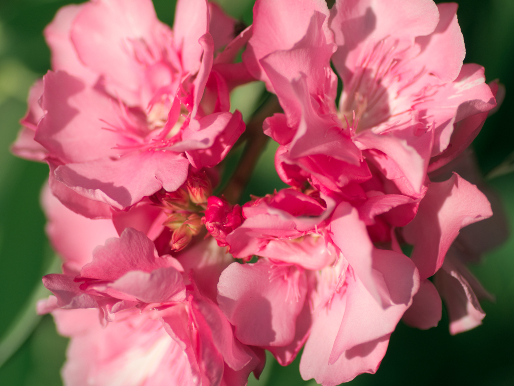 flower1030377