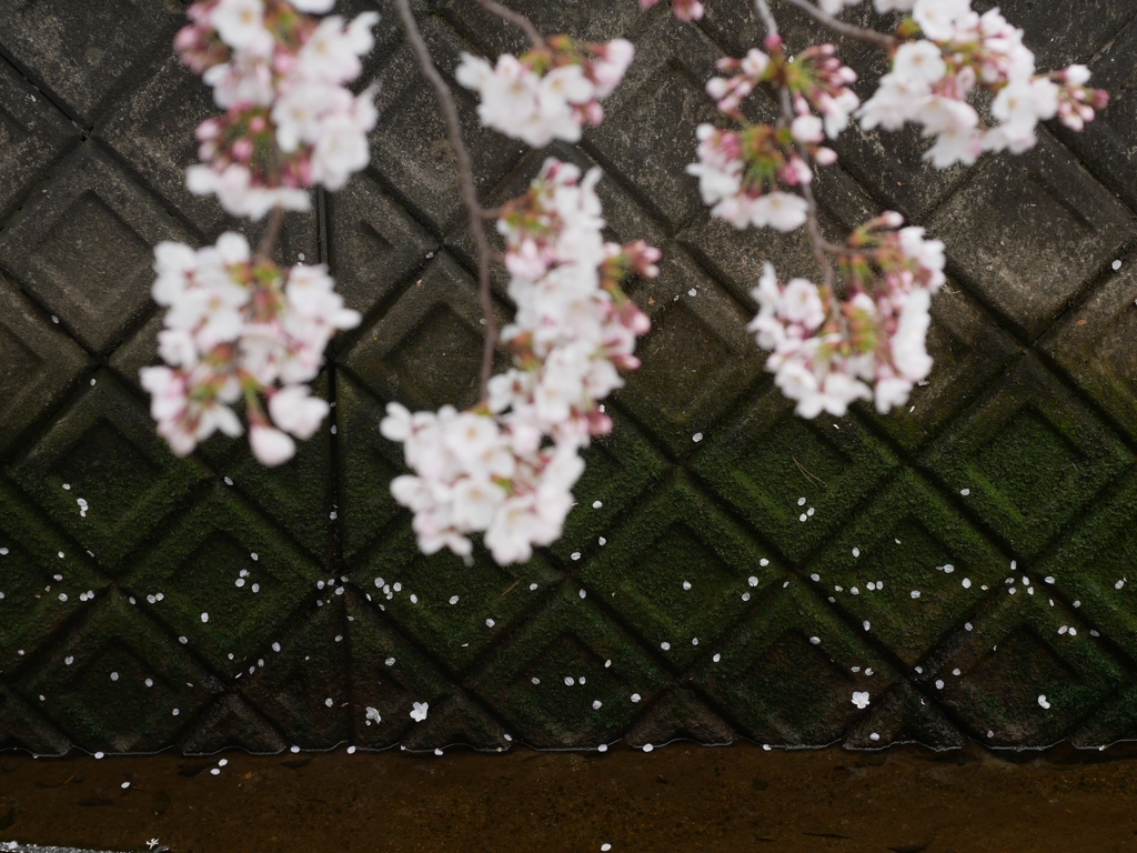 flower1000944