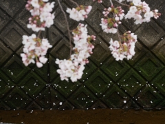 flower1000944