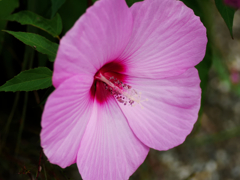 flower1030789