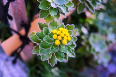 flower6836