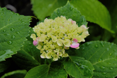 flower200003