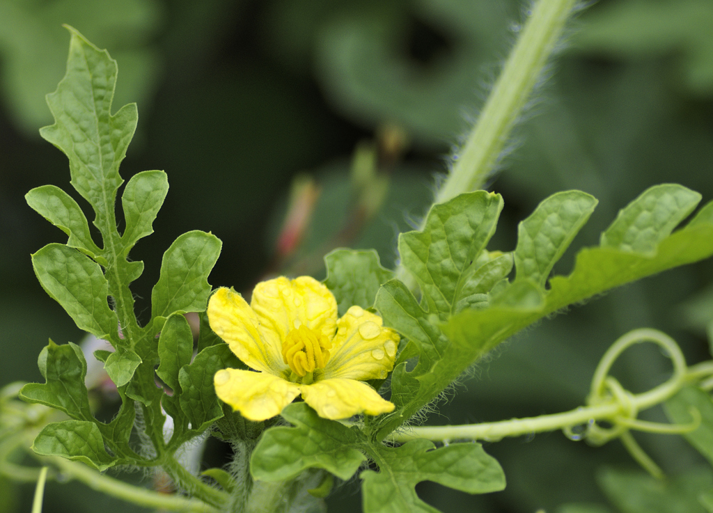 flower1020753