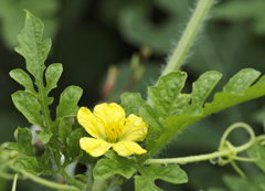 flower1020753