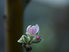 flower1030908