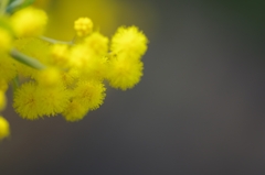 flower6872