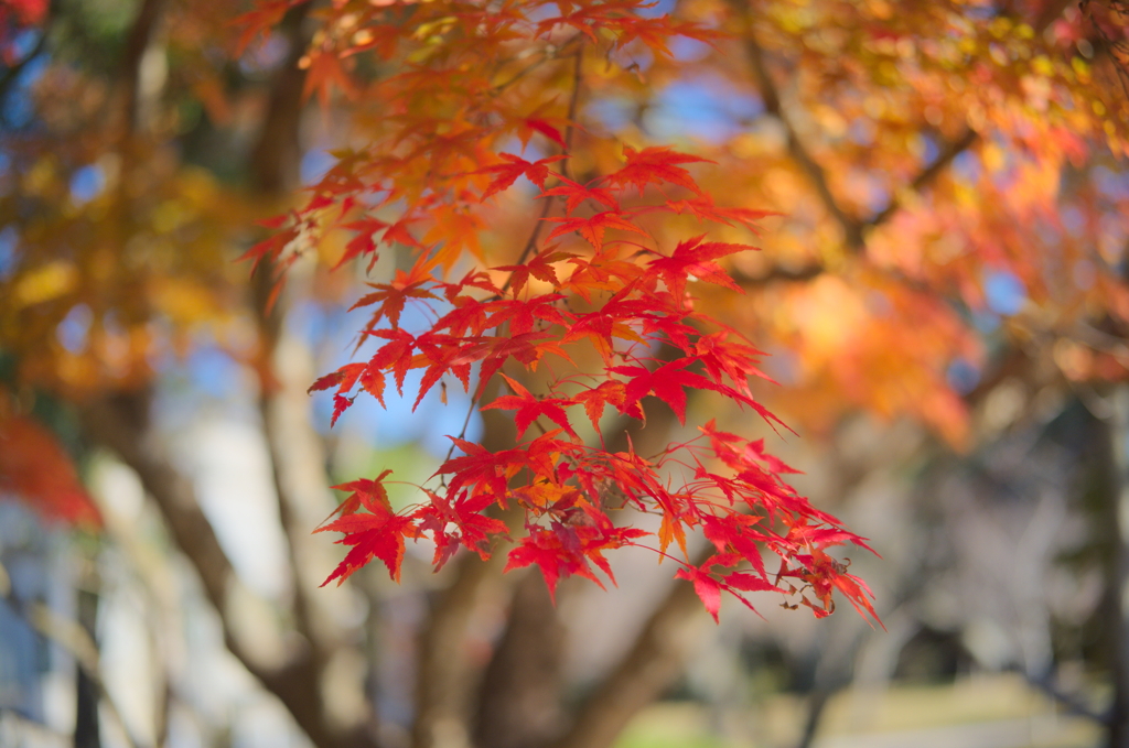 tree0211