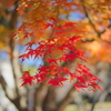 tree0211
