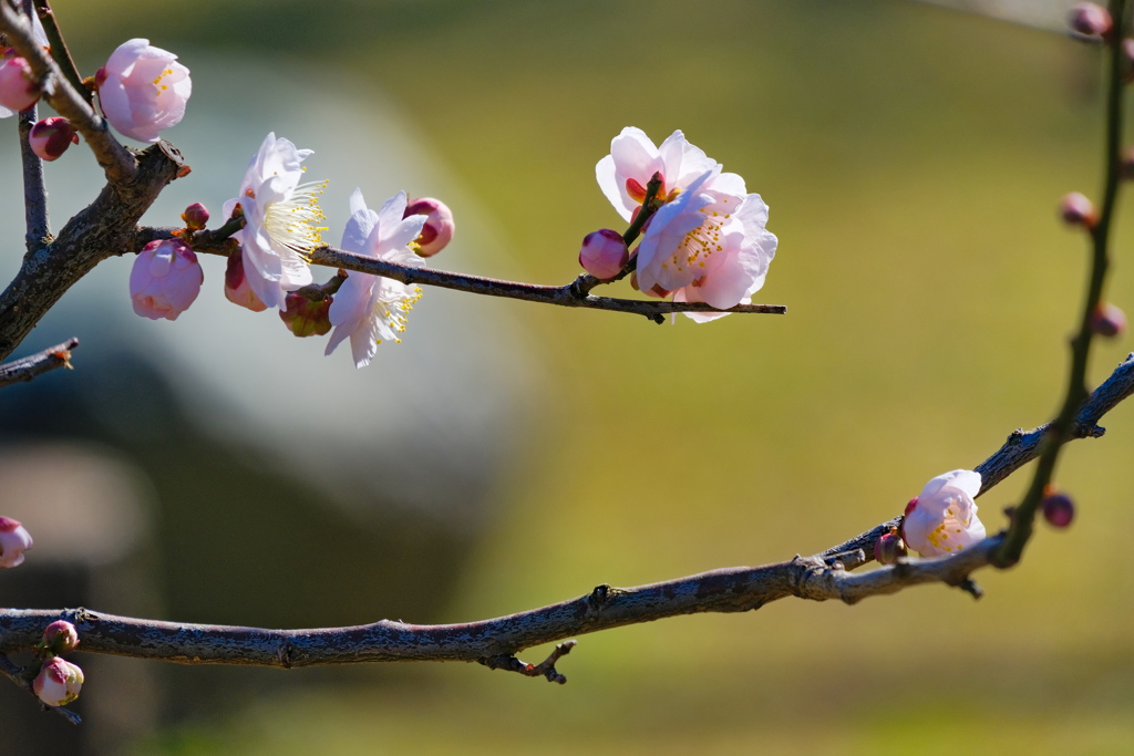 flower7639