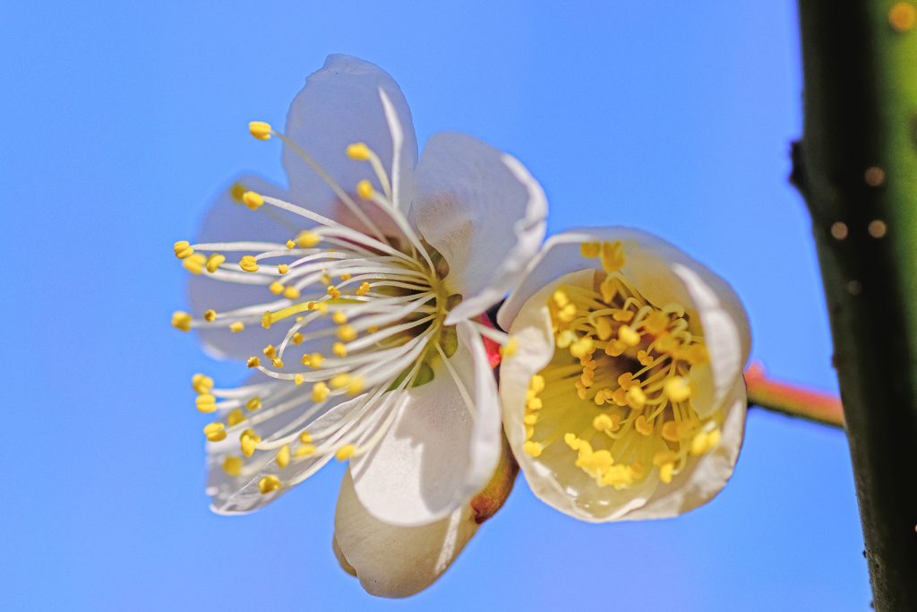 flower7600
