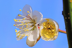 flower7600