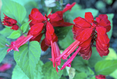 flower1030203