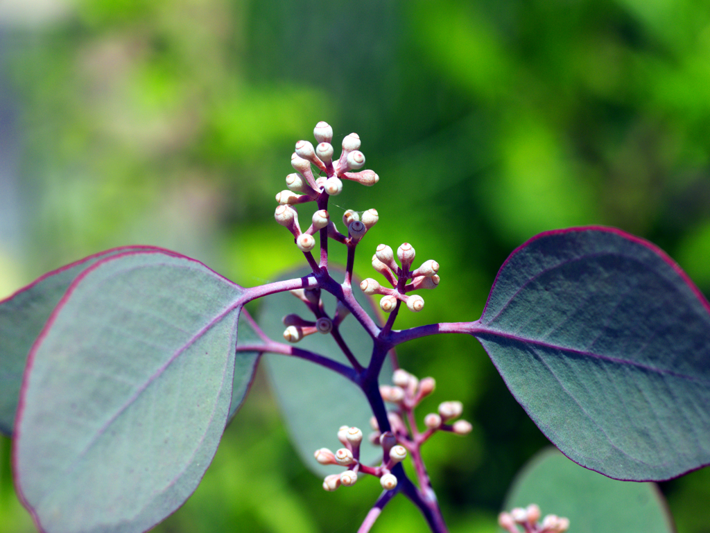 flower1030335