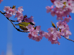 flower8244