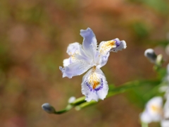 flower1010306