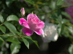flower1020142