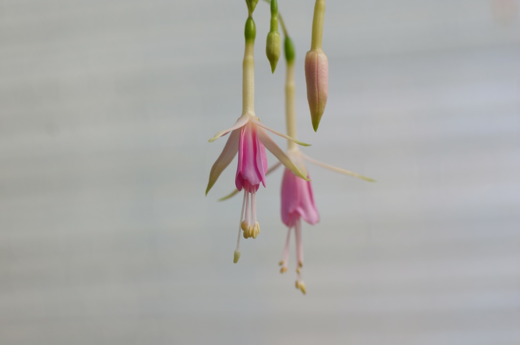 flower06379