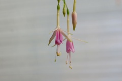 flower06379