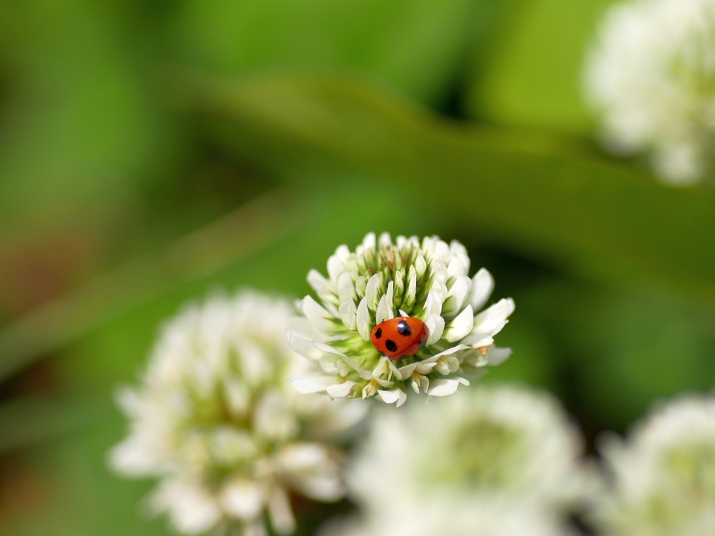 flower1010605