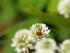 flower1010605