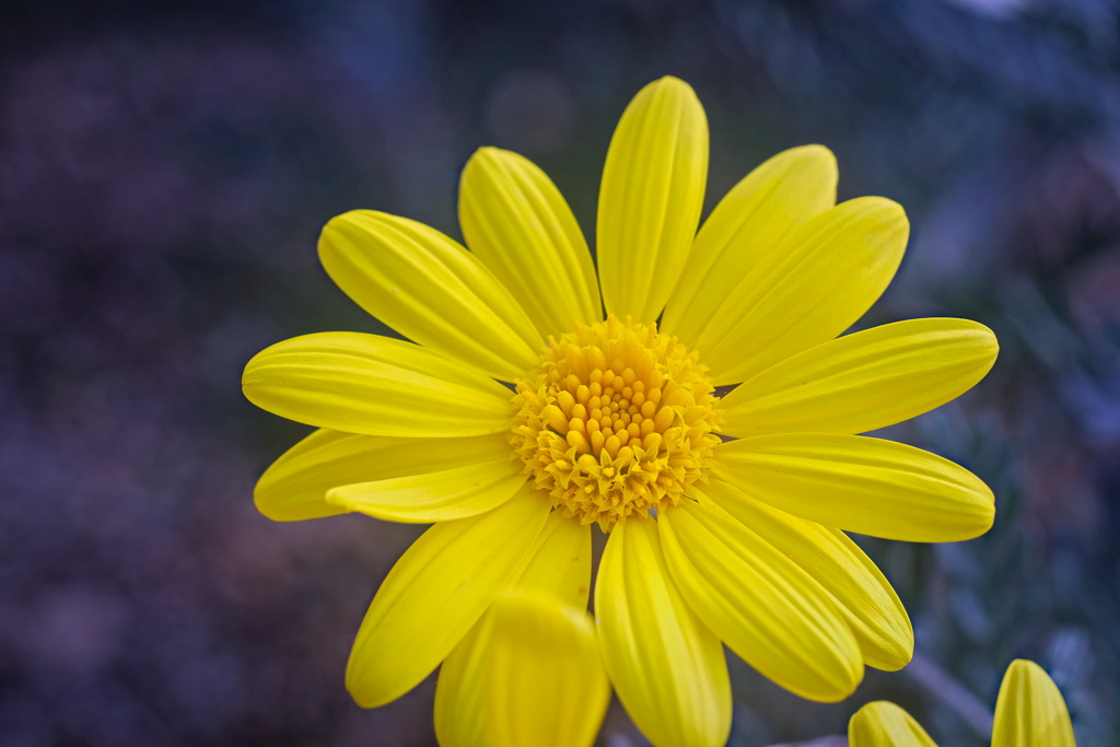 flower8183