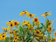 flower1020470