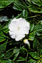 flower06442
