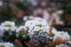 flower8150