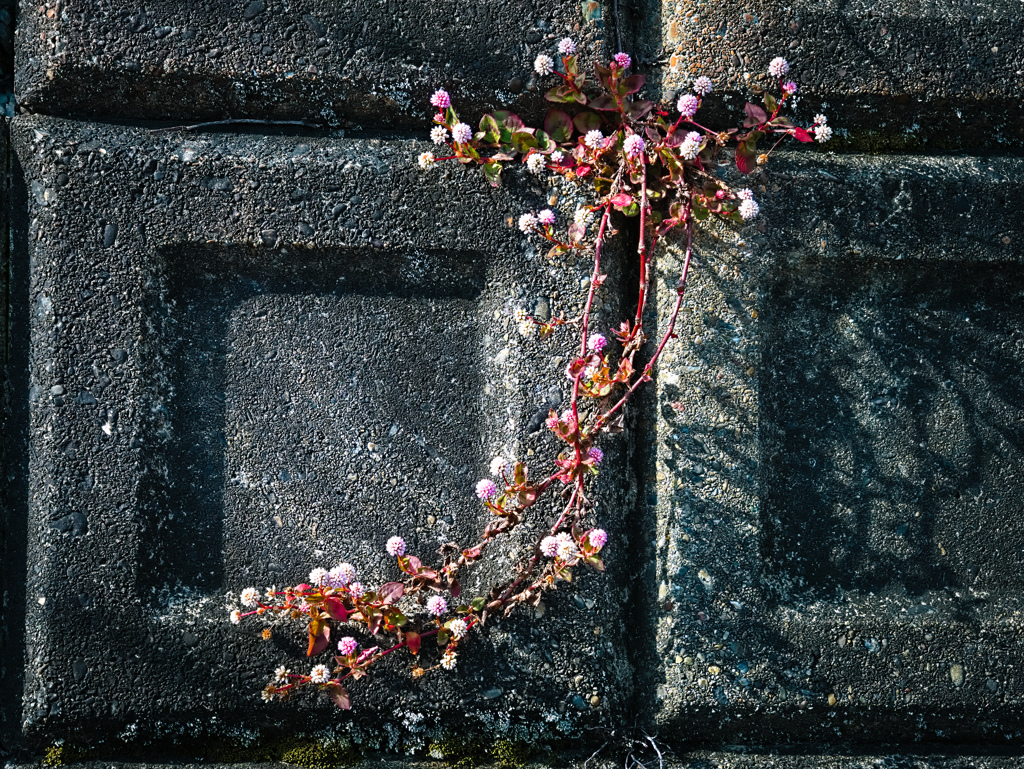 flower0325