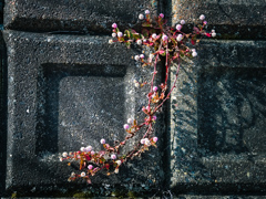 flower0325