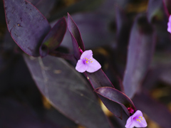 flower1020497