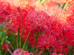flower1040363