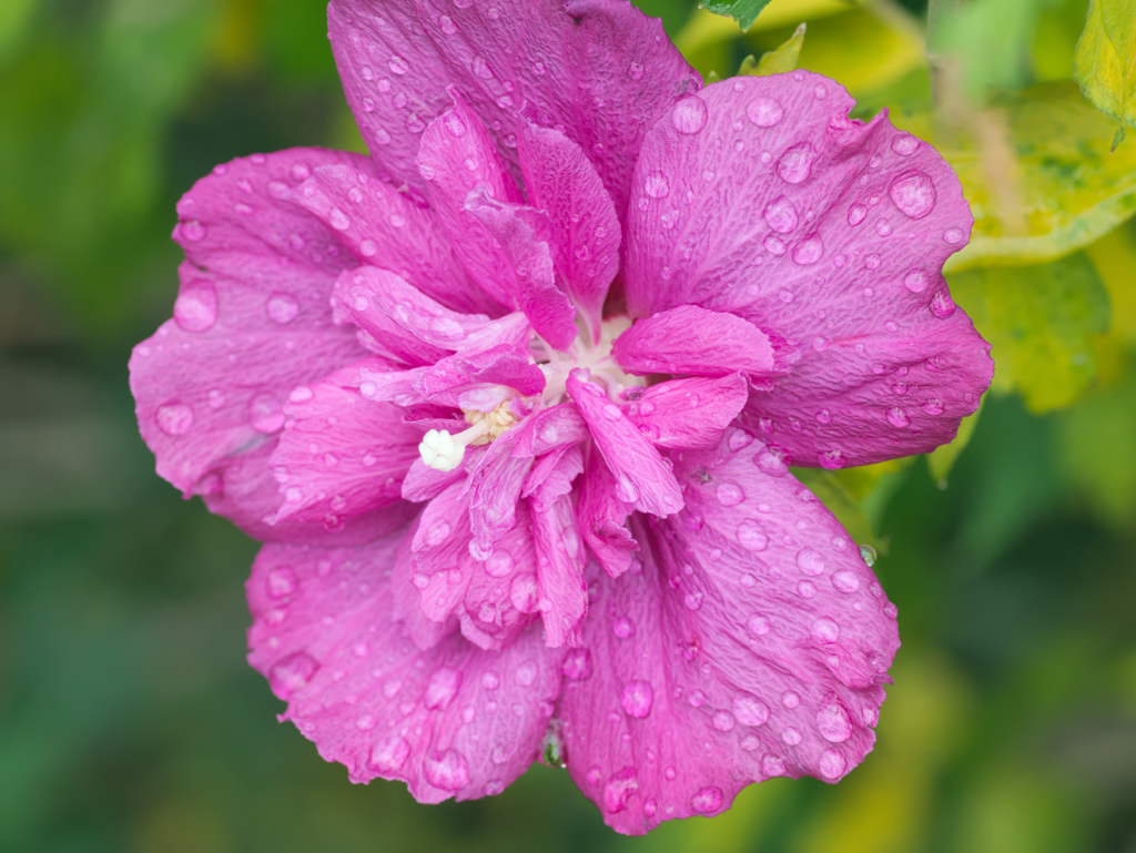 flower1030421
