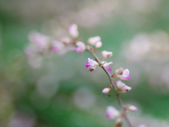flower1040080
