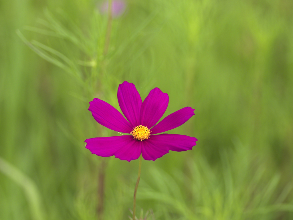 flower1030108