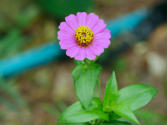 flower1030590
