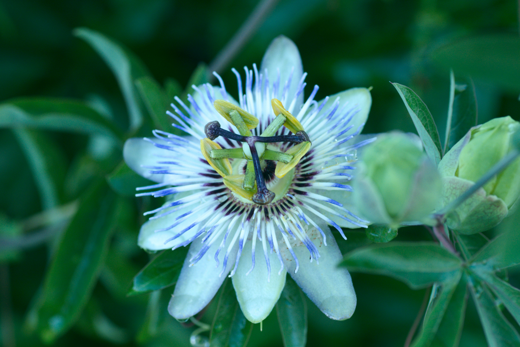 flower1030368