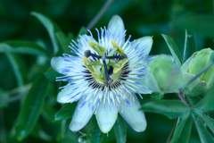 flower1030368