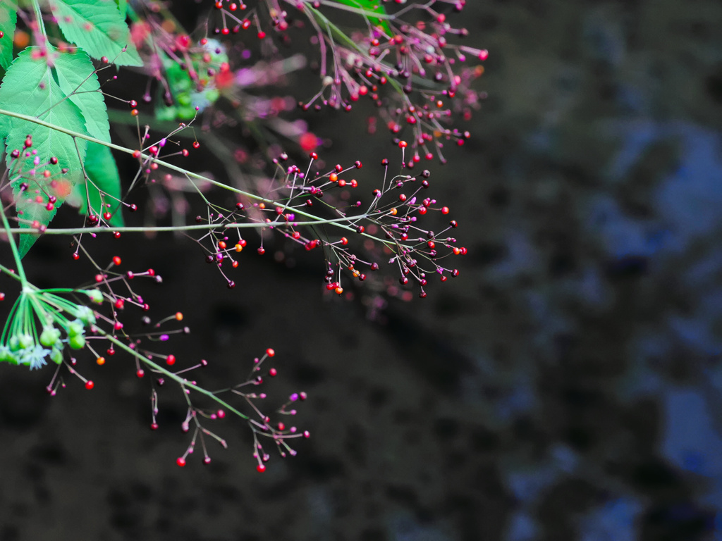 plant1040257