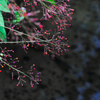 plant1040257