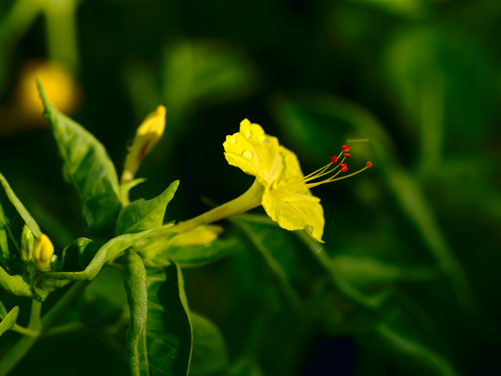 flower1030365
