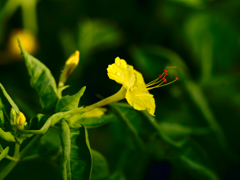 flower1030365