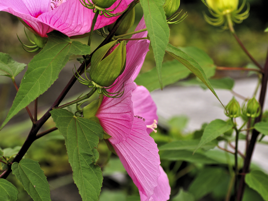 flower1030168