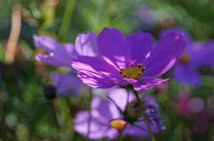 flower06625