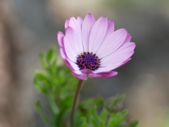 flower1000217