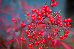 berry8208