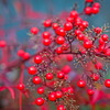 berry8208