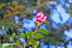 flower8342