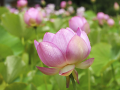 flower1030080