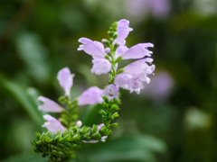 flower1030985